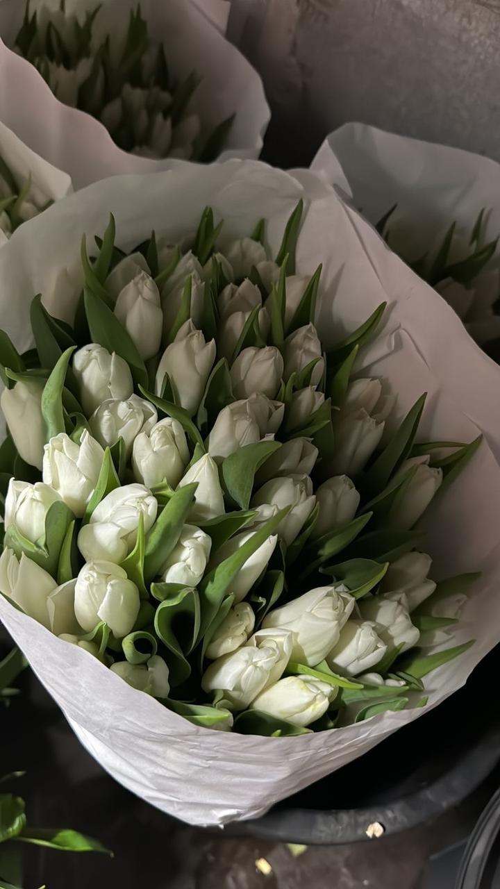 Тюльпаны, Алматы