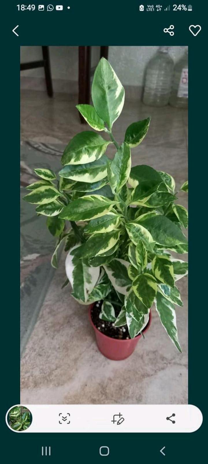 Алматы.дом растения недорого продам