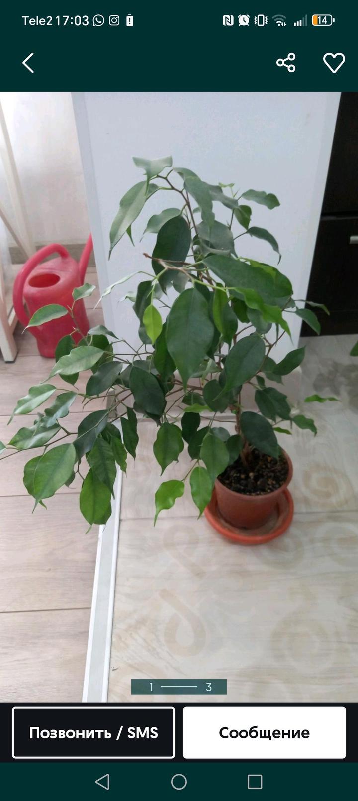 Алматы.дом растения недорого продам