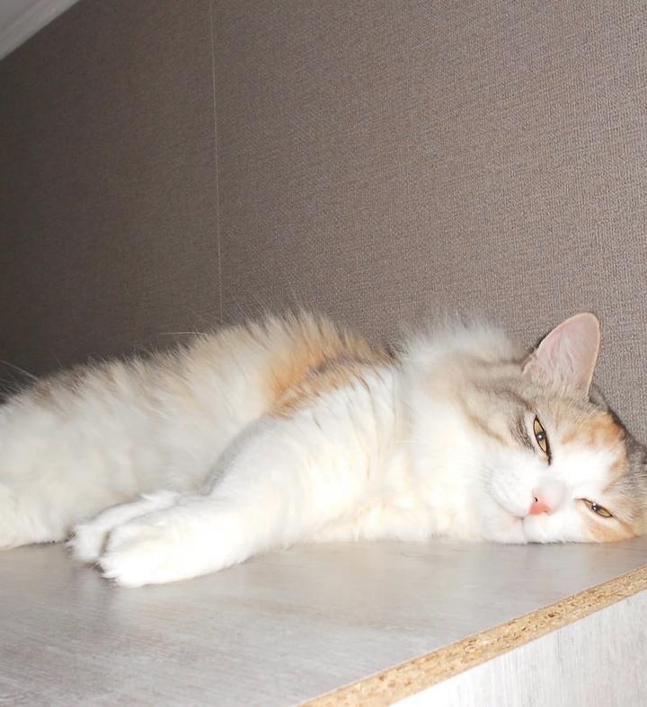 Мыльница цифровой фотоаппарат nikon coolpix a100