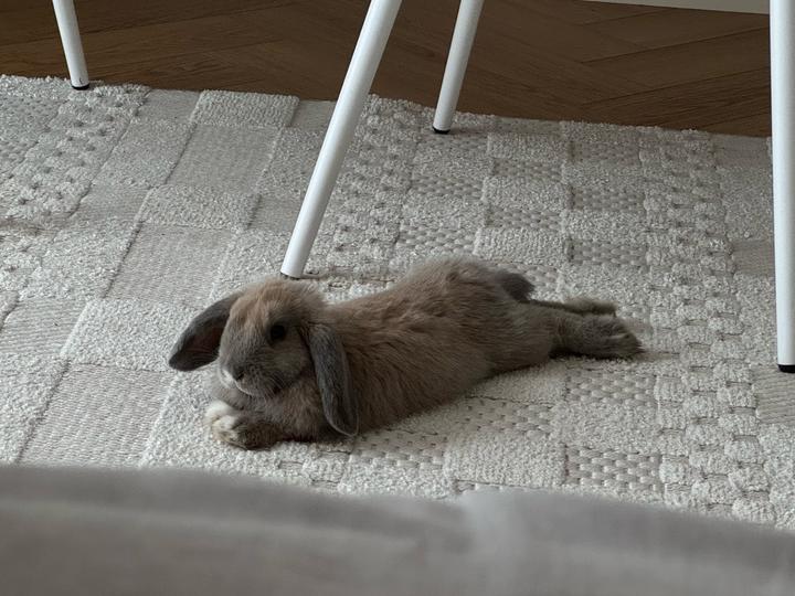 Декоративный кролик