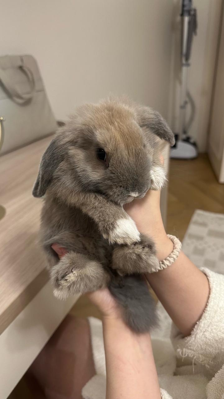 Декоративный кролик