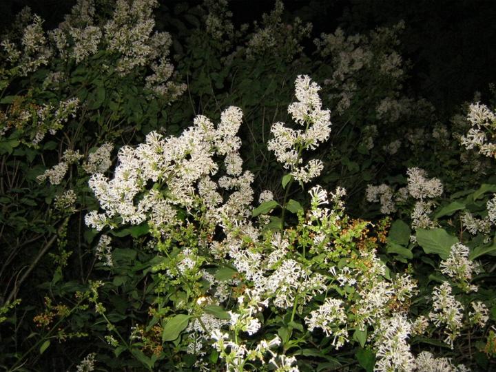 Цифровой фотоаппарат/мыльница Canon PowerShot A490