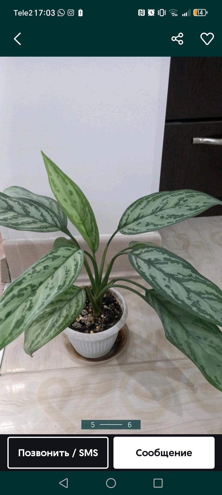 Алматы.дом растения недорого продам