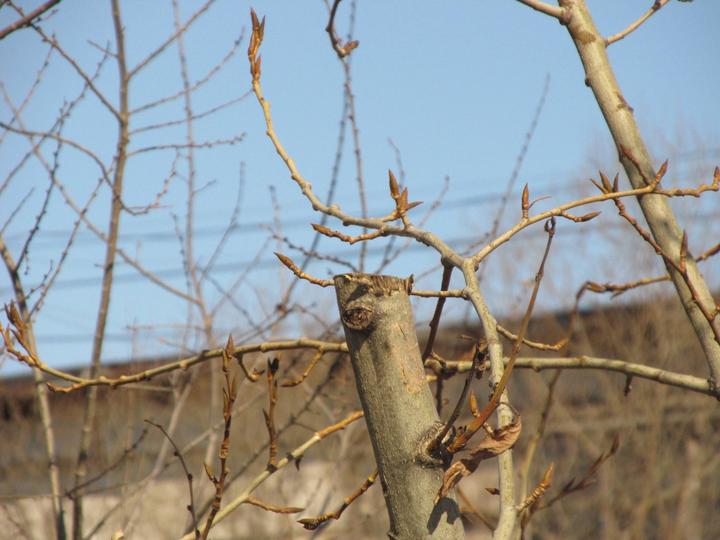 Цифровой фотоаппарат/мыльница Canon SX130IS
