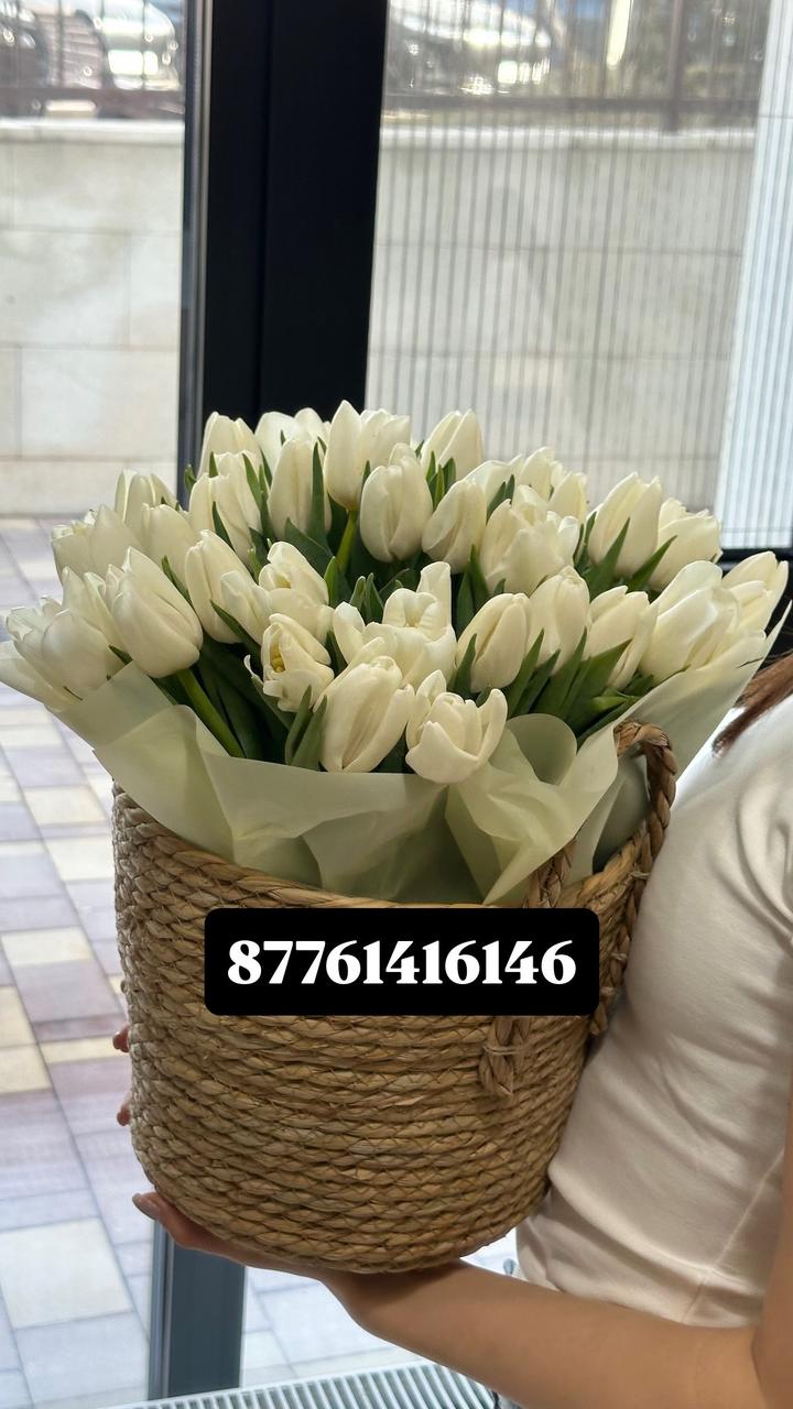 Тюльпаны, Алматы