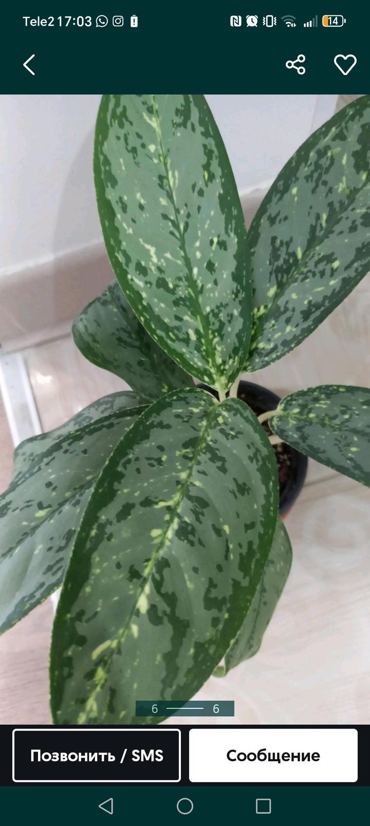 Алматы.дом растения недорого продам